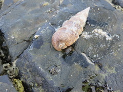 Cerithiidae