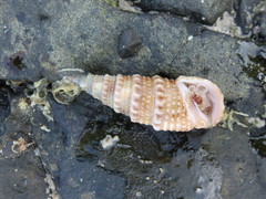 Cerithiidae