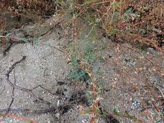 Camissoniopsis confusa