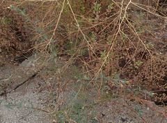 Camissoniopsis confusa