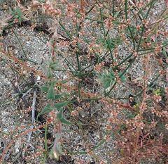 Camissoniopsis confusa