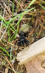 Atypus affinis