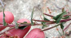 Camissoniopsis confusa