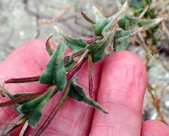 Camissoniopsis confusa