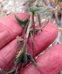 Camissoniopsis confusa