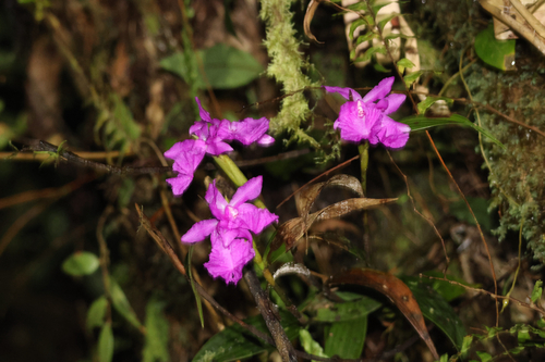 Sobralia amabilis, photograph 4