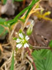 Cerastium morrisonense
