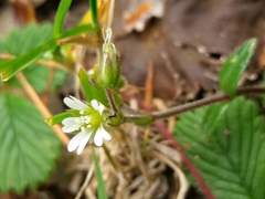 Cerastium morrisonense