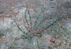 Camissoniopsis hirtella