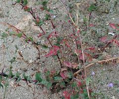Camissoniopsis hirtella