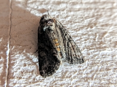 Chytonix