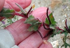 Camissoniopsis hirtella