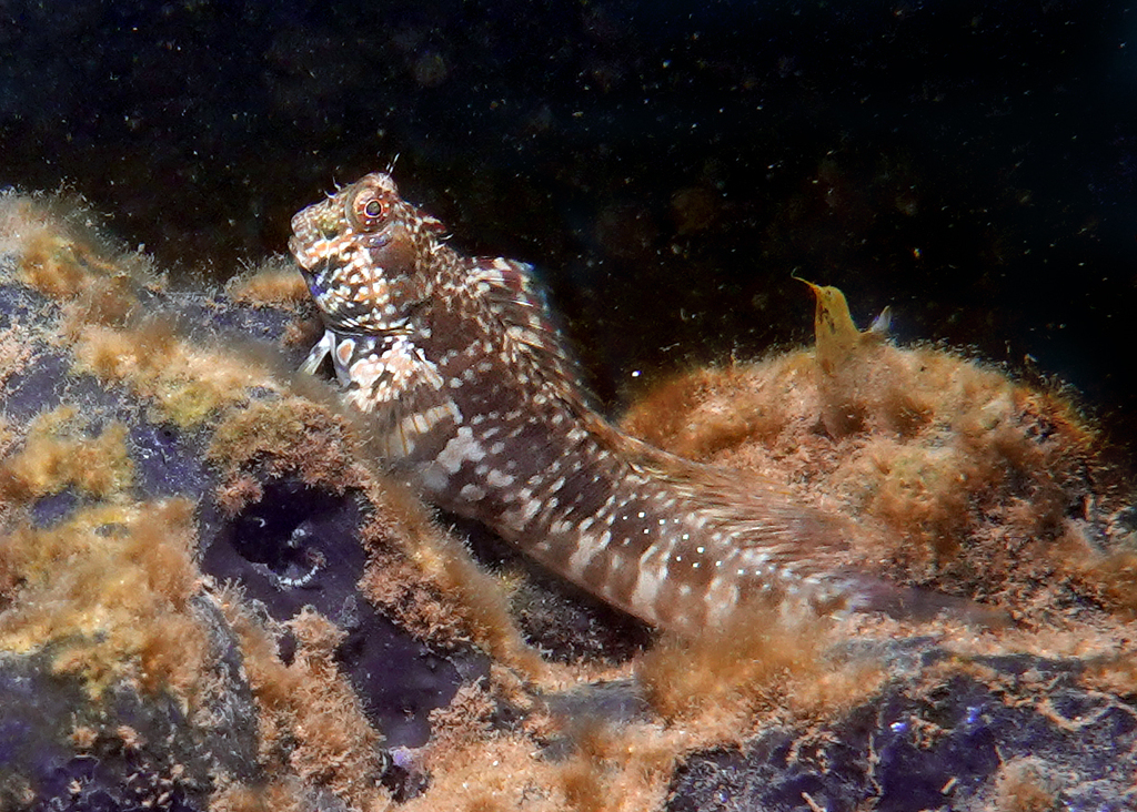 Spalding's Blenny
