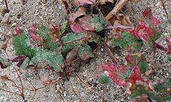 Camissoniopsis hirtella