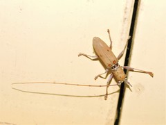 Olenecamptus bilobus