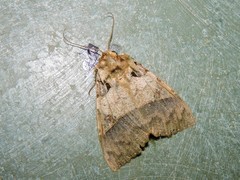 Serrodes