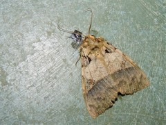 Serrodes