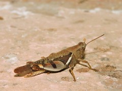 Diabolocatantops pinguis