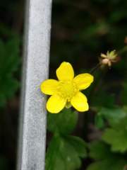 Ranunculus taisanensis