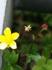 Ranunculus taisanensis