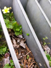 Ranunculus taisanensis