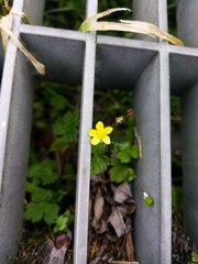Ranunculus taisanensis