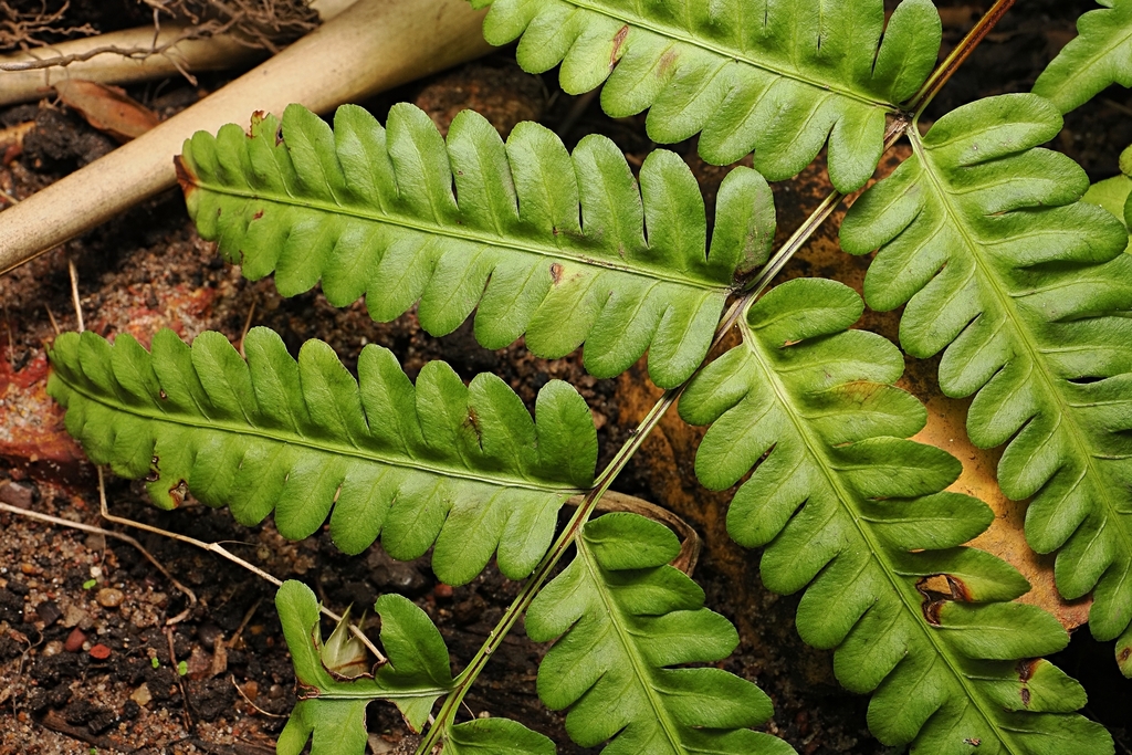 Pteris tripartita; photograph (c) Roland Muench, some rights reserved (CC BY)