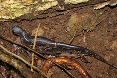 Ringtail Salamander
