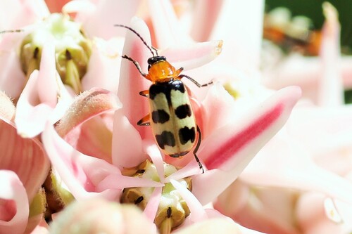 Checkered Melon Beetle