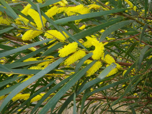 Spearwood (Acacia doratoxylon)