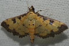 Ategumia ebulealis