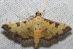 Ategumia ebulealis