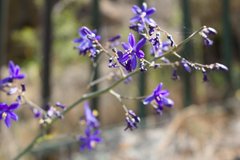 Pasithea caerulea