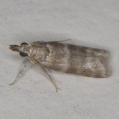 Sciota uvinella