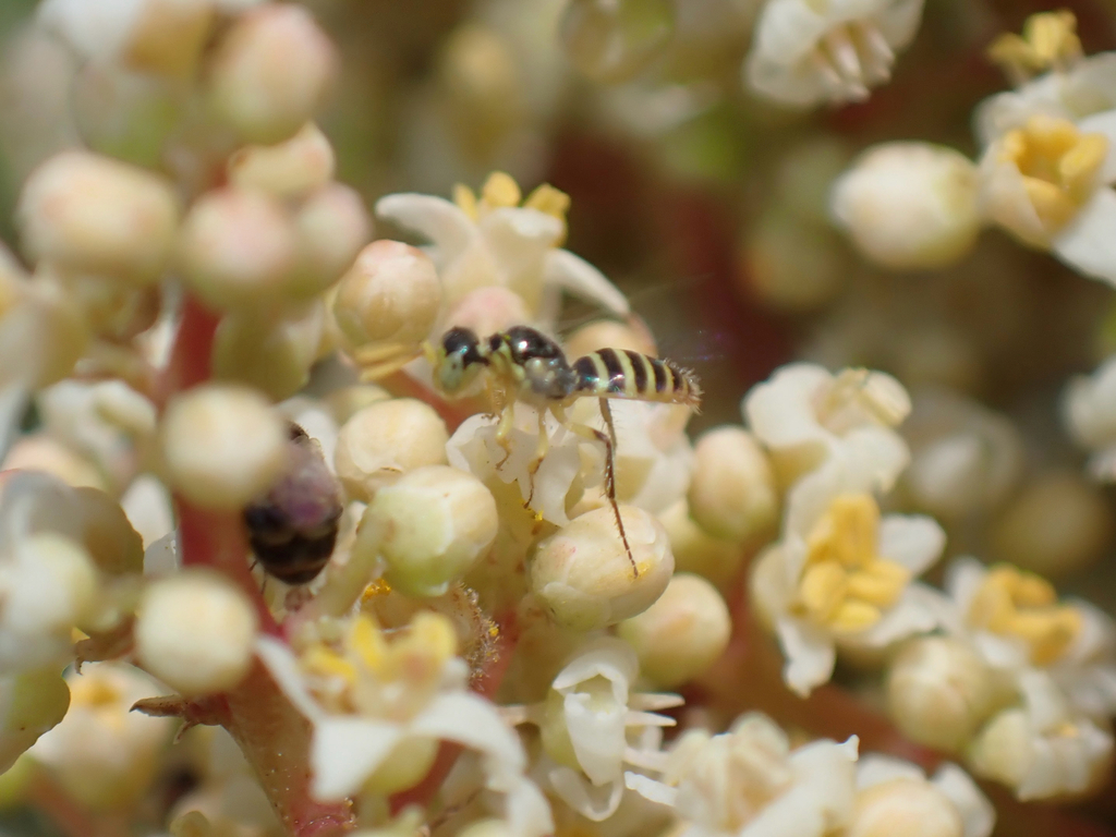 Rhus Fairy Bee