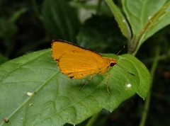 Cupitha purreea