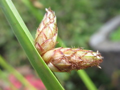 Schoenoplectus triqueter