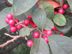 Ilex serrata
