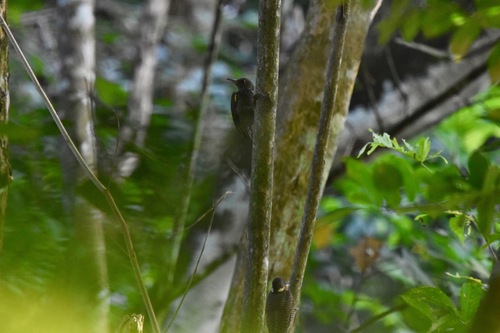 Buff-necked Woodpecker (Meiglyptes tukki), photo 10