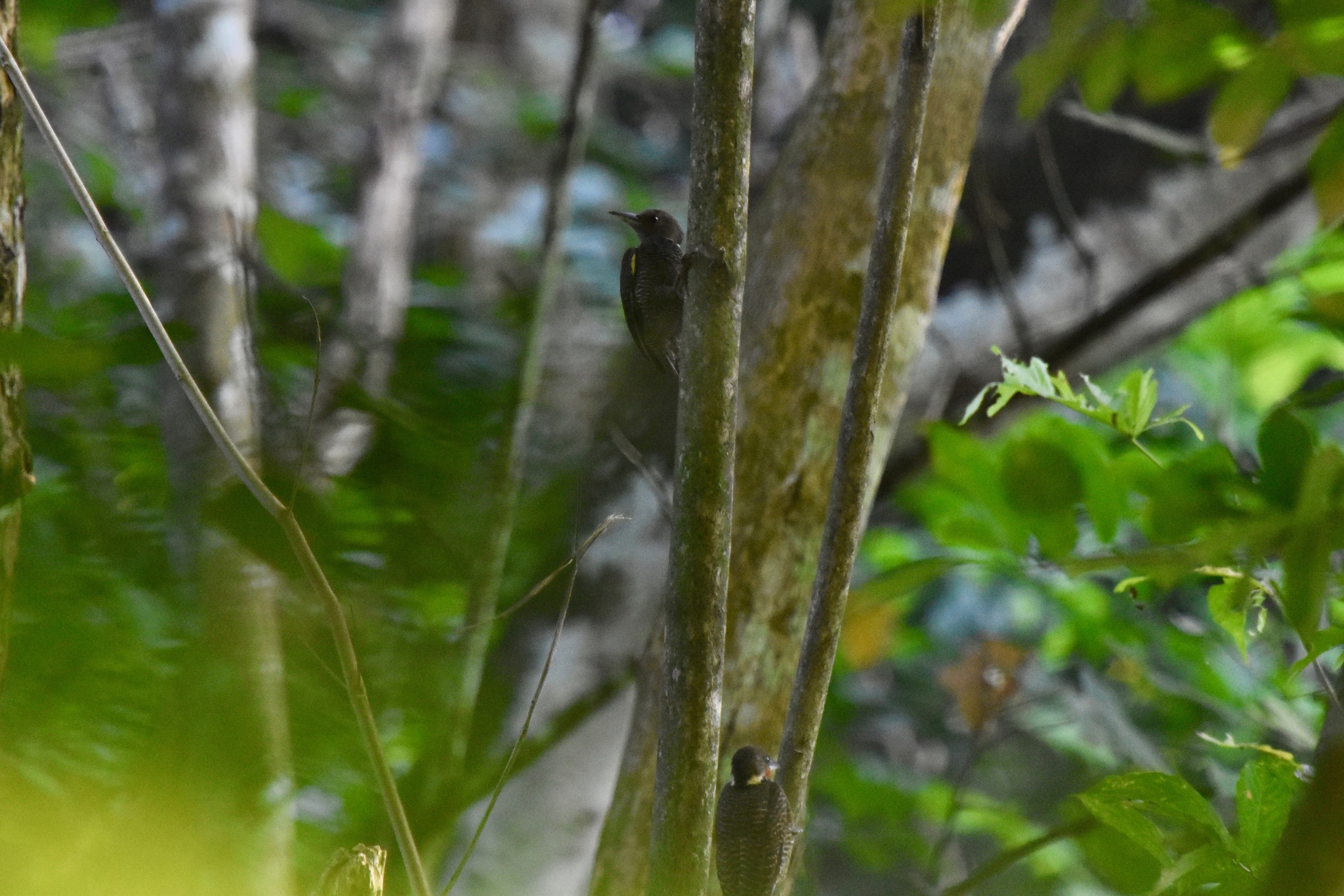 Buff-necked Woodpecker (Meiglyptes tukki)