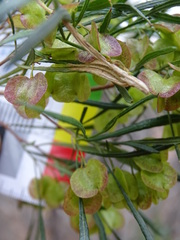 Dodonaea viscosa angustissima