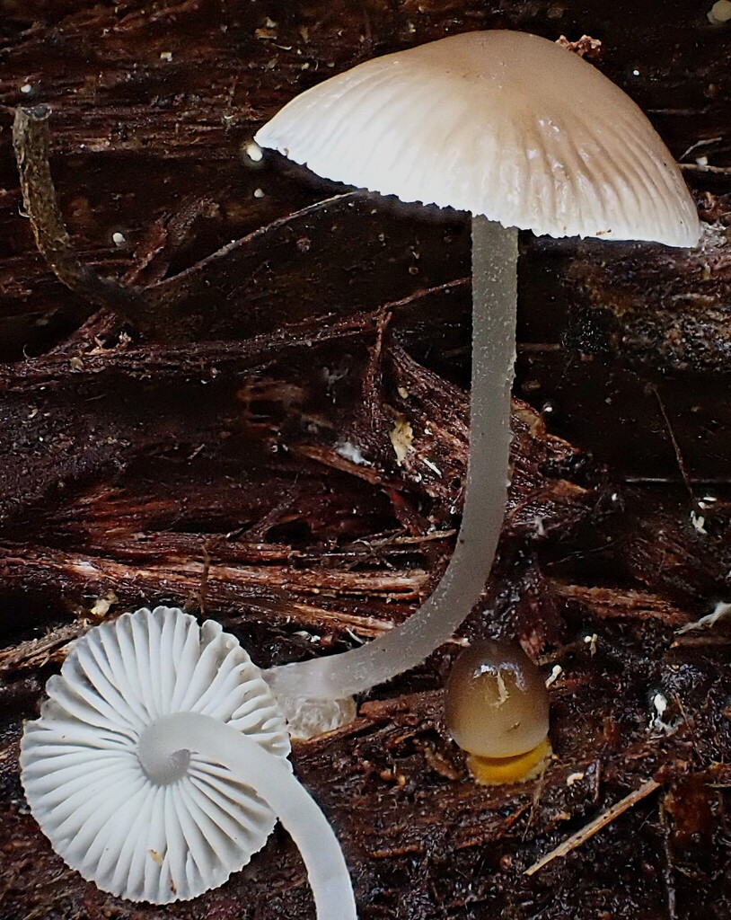 Mycena carmeliana
