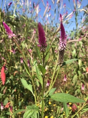 Celosia spicata