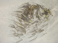 Myriogloea intestinalis