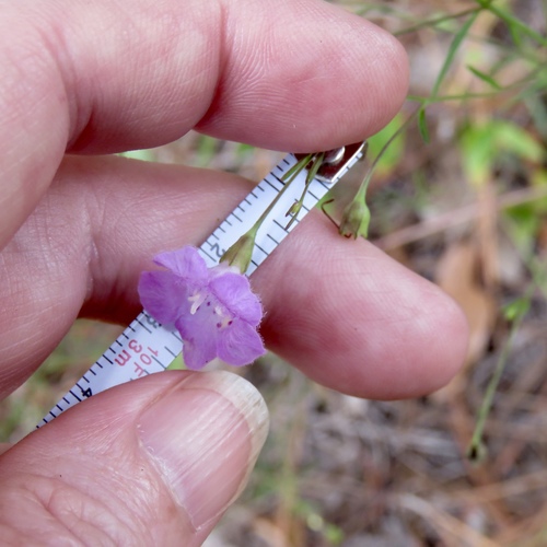 Roundstem false foxglove (Agalinis gattingeri)