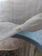 Piezodorus oceanicus