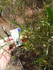 Dodonaea viscosa angustissima