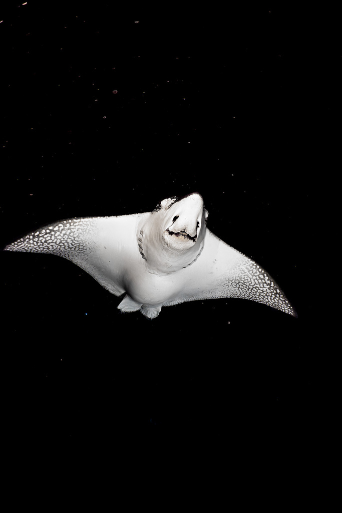 Photo of Pacific eagle ray (Aetobatus laticeps)