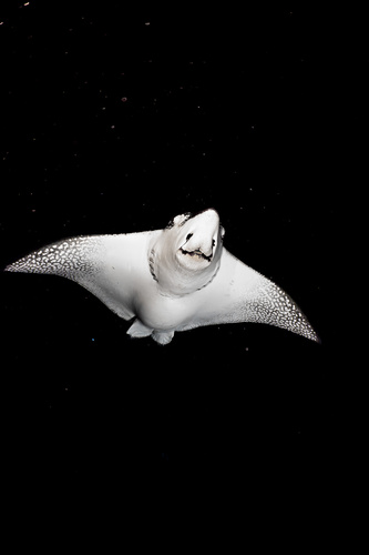 Aetobatus laticeps
