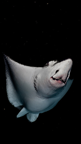 Photo of Pacific eagle ray (Aetobatus laticeps)
